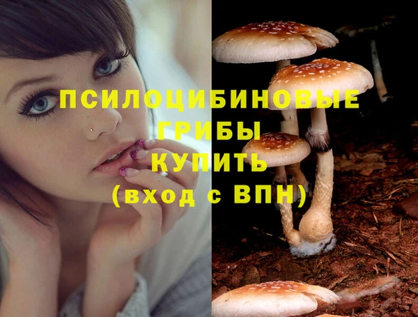сатива Магадан